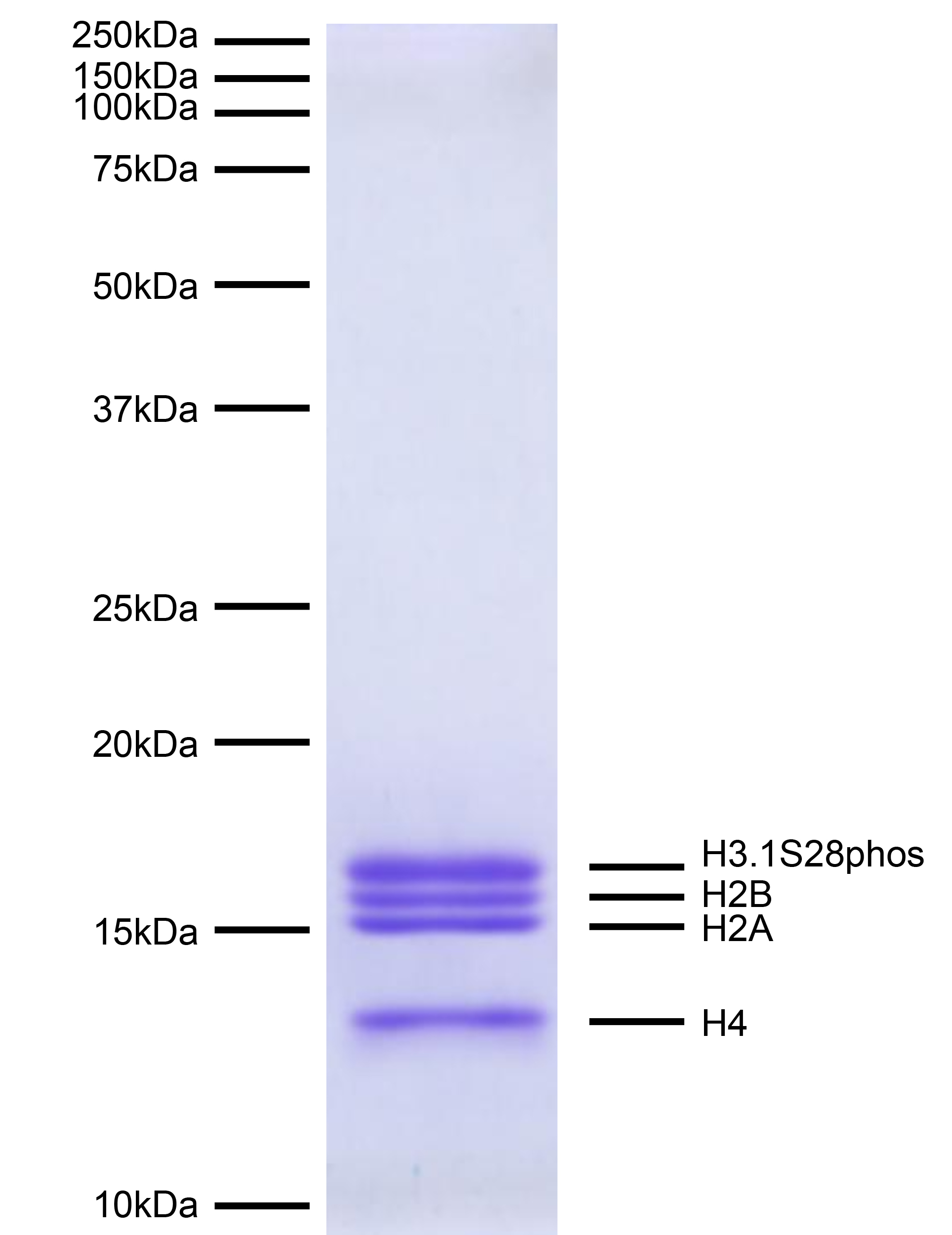 16-0388 Protein Gel Data