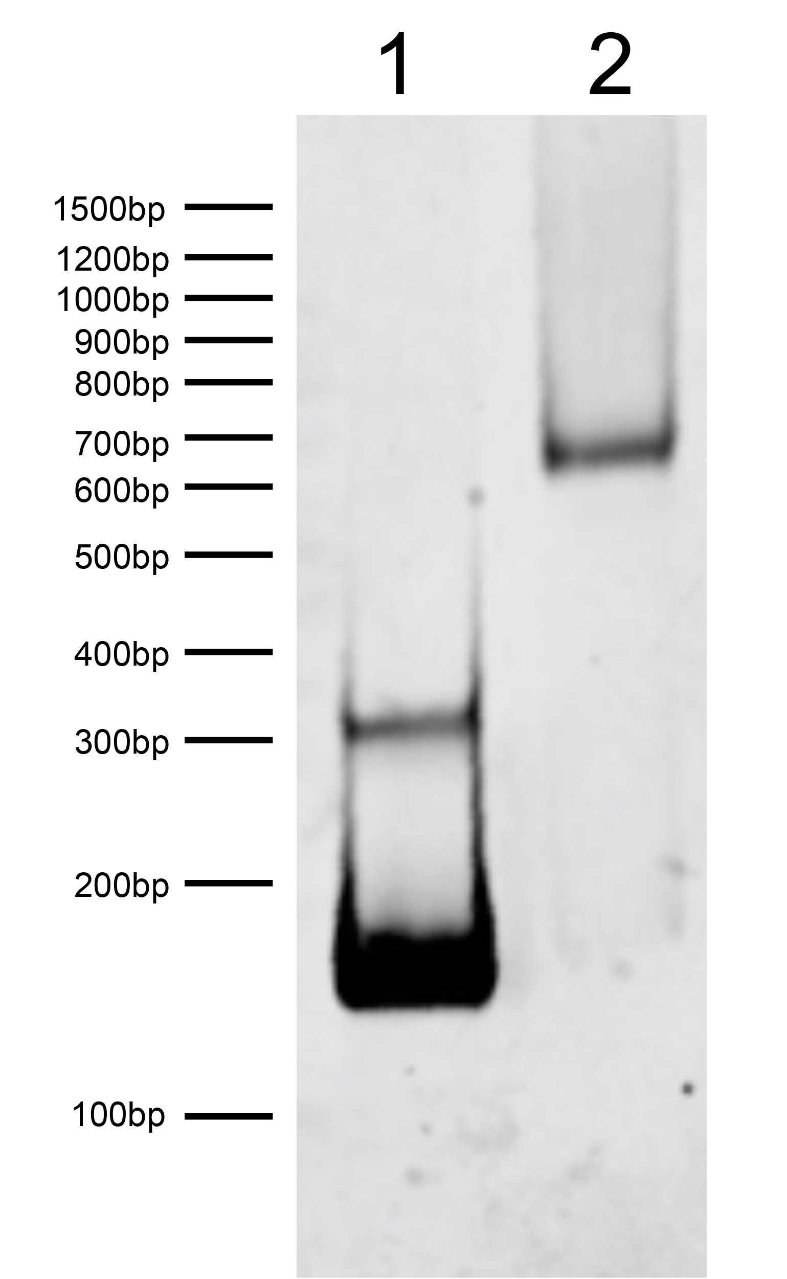 16-0389 DNA Gel Data