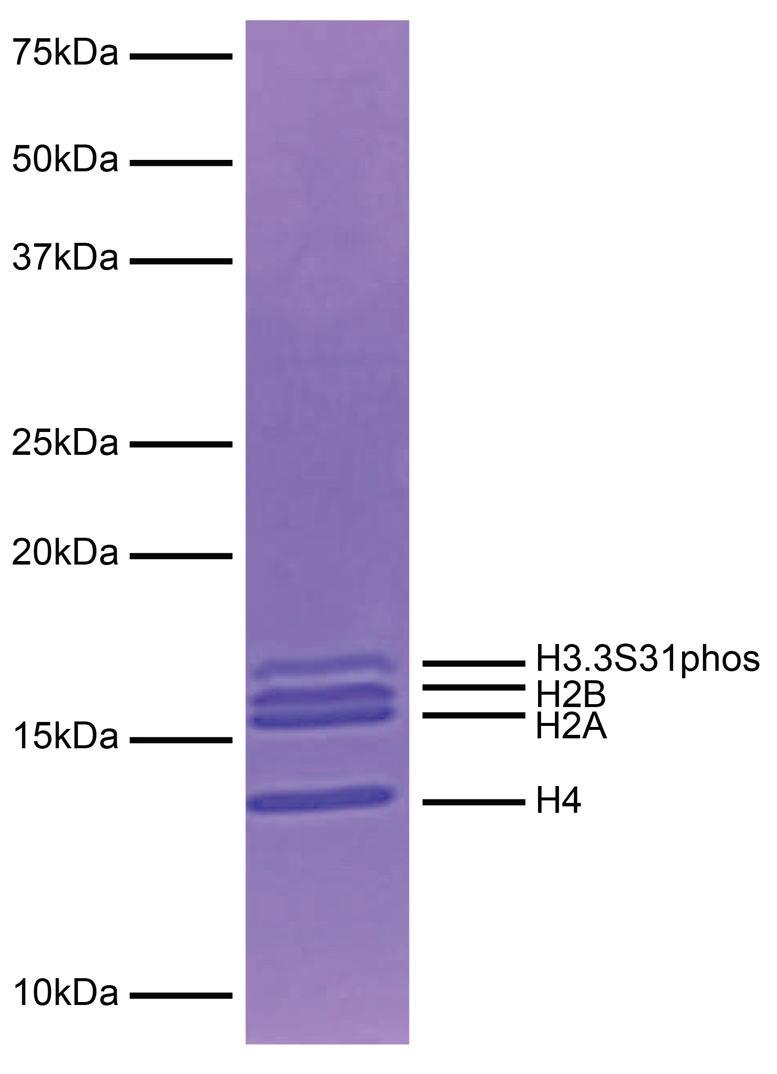 16-0389-protein-gel-data