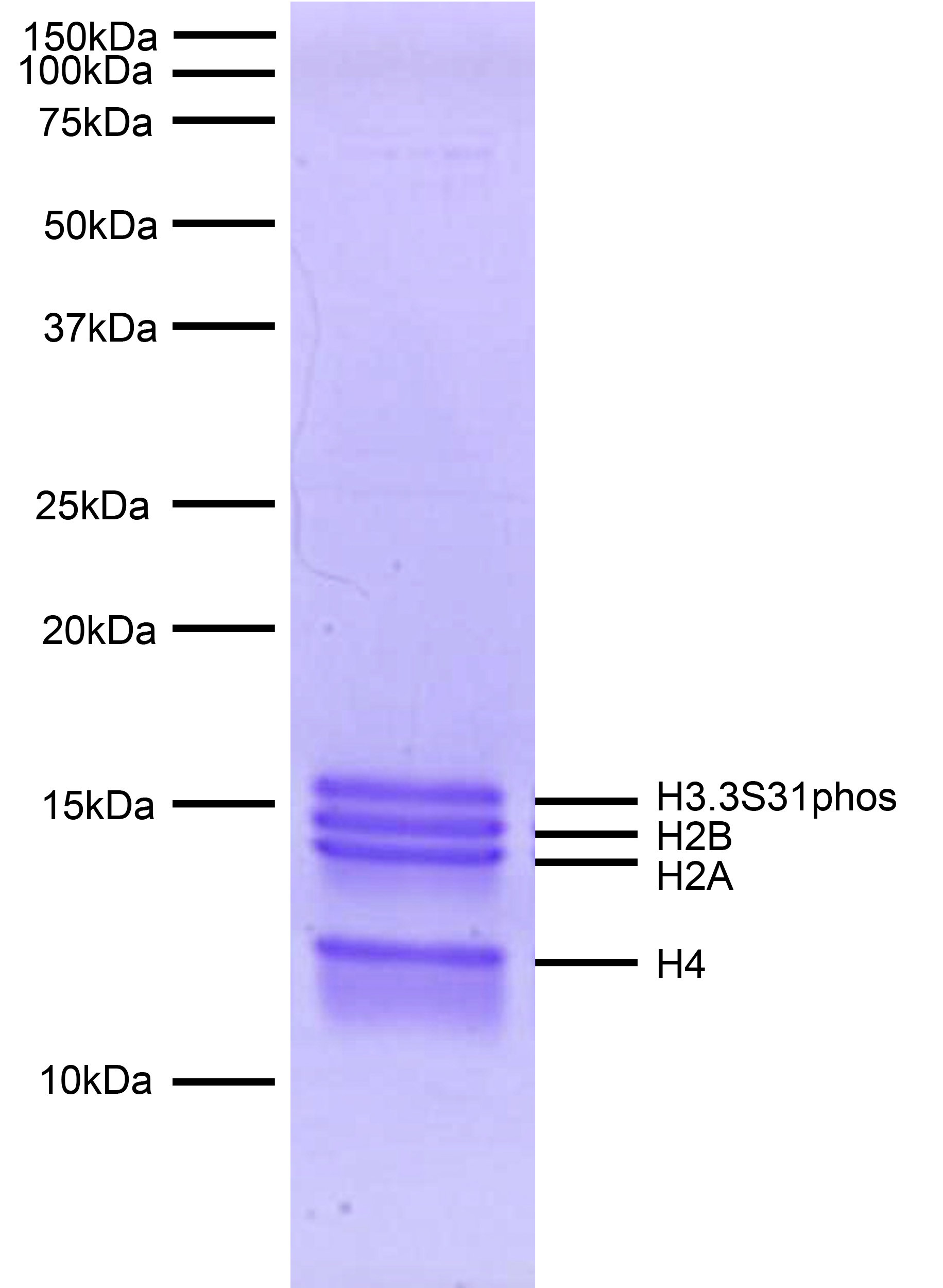 16-0389 Protein Gel Data