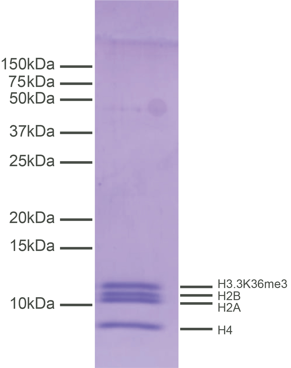 16-0390-protein-gel-data