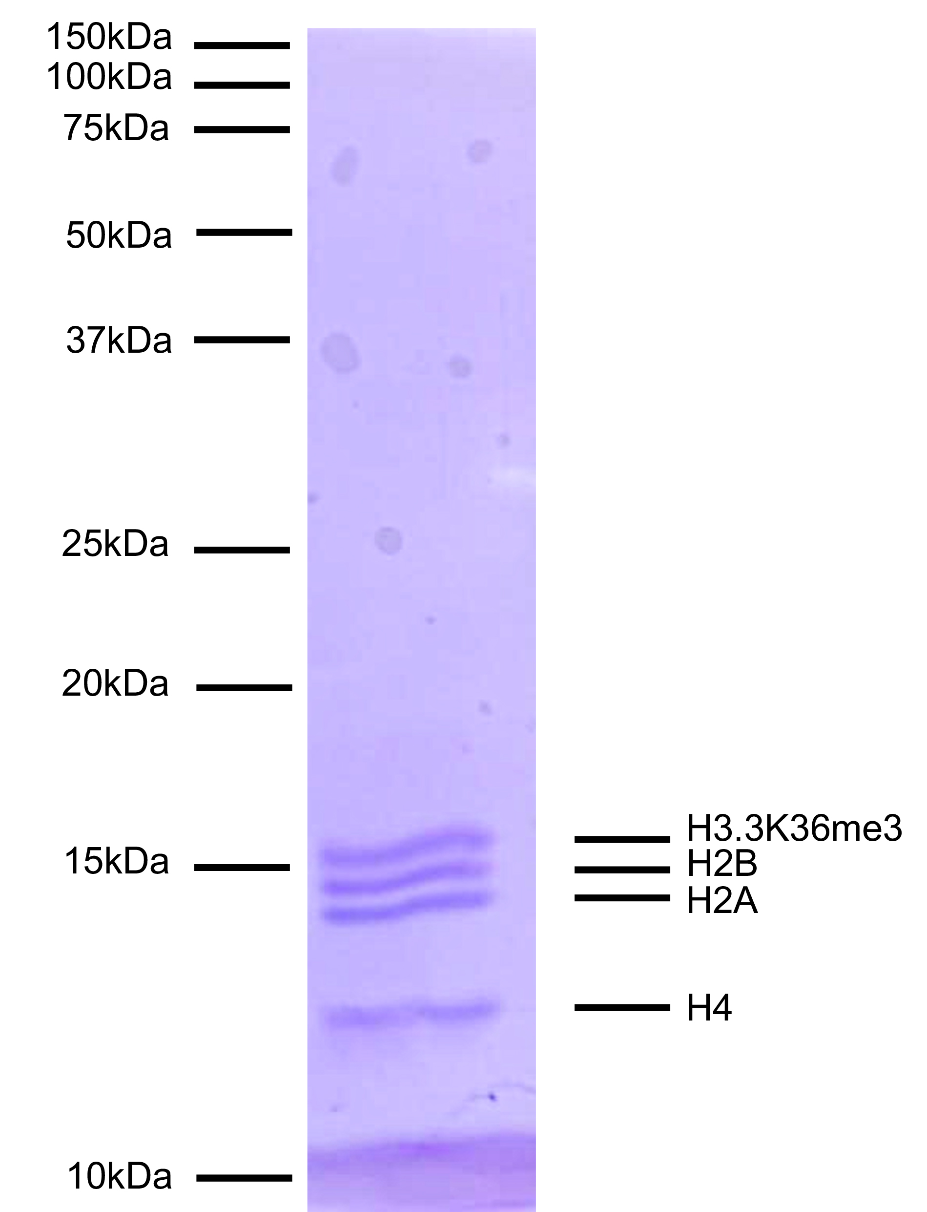 16-0390 Protein Gel Data