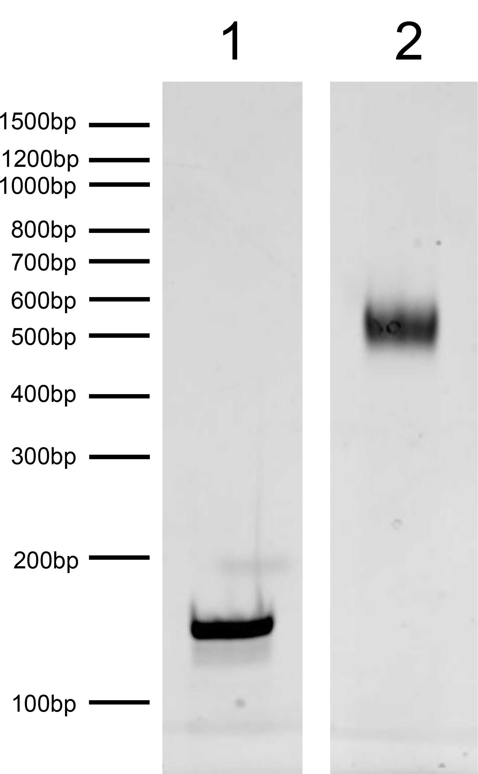 16-0393 DNA gel