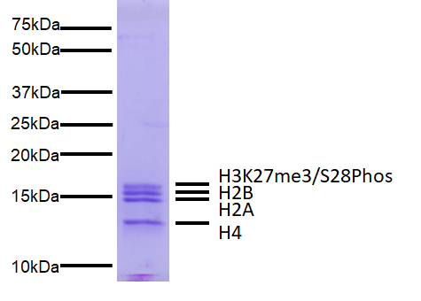 16-0397-protein-gel-data