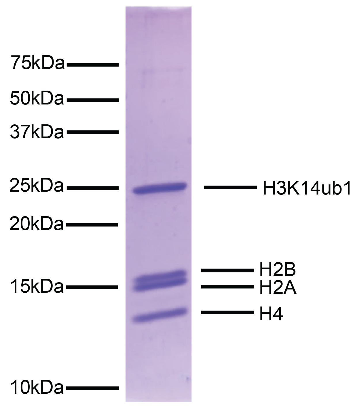 16-0398-protein-gel-data