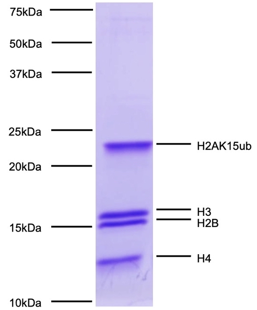 16-0399-protein-gel-data