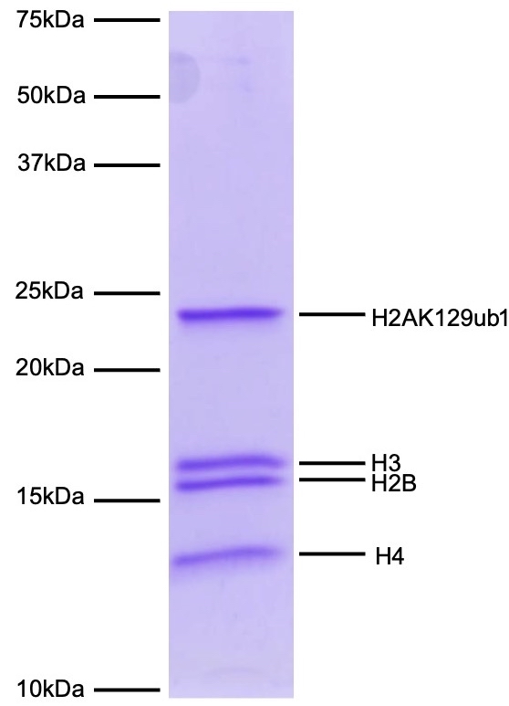 16-0400-protein-gel-data