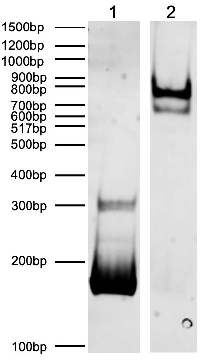 16-0401-dna-gel-data