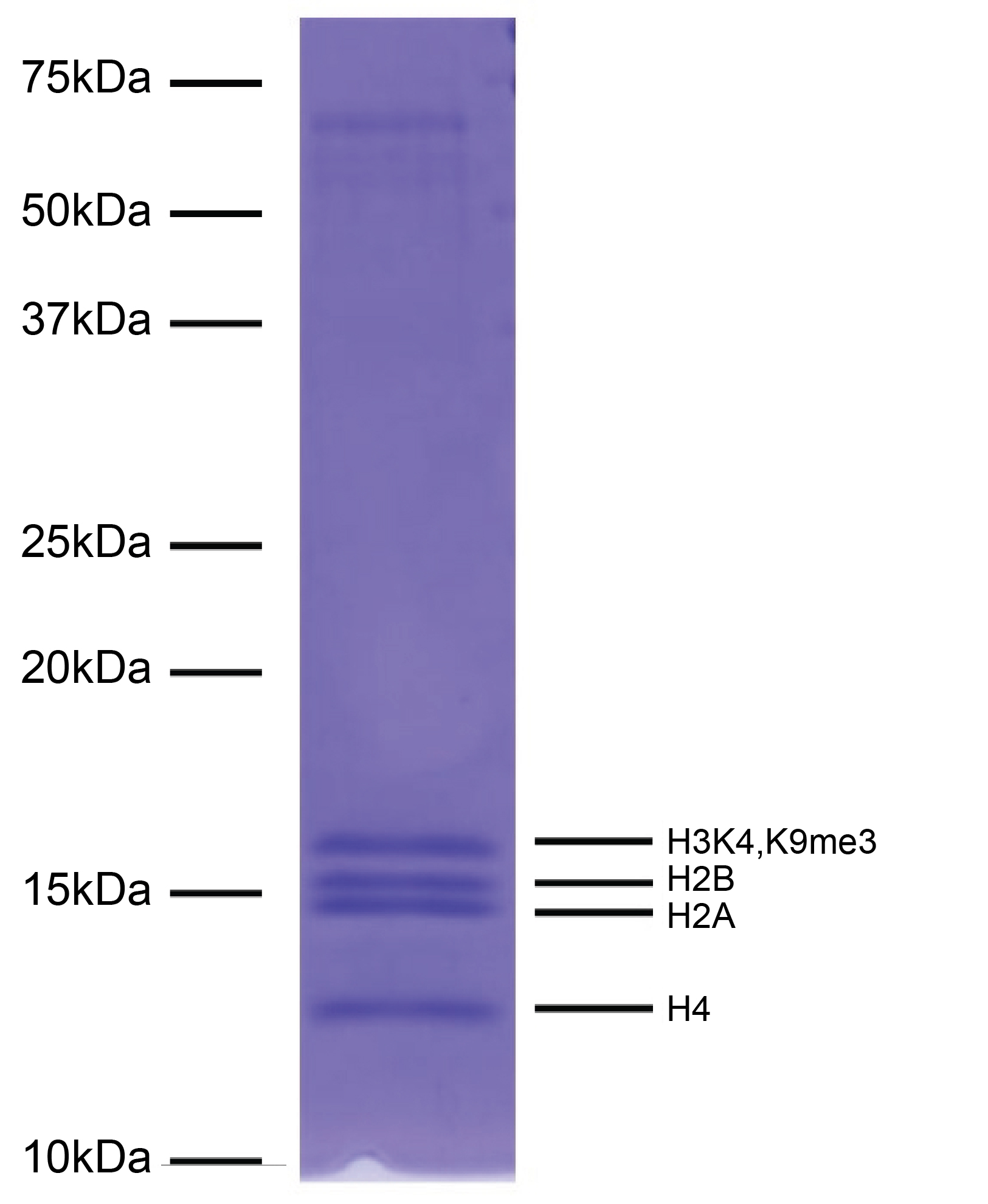 16-0402-protein-gel-data
