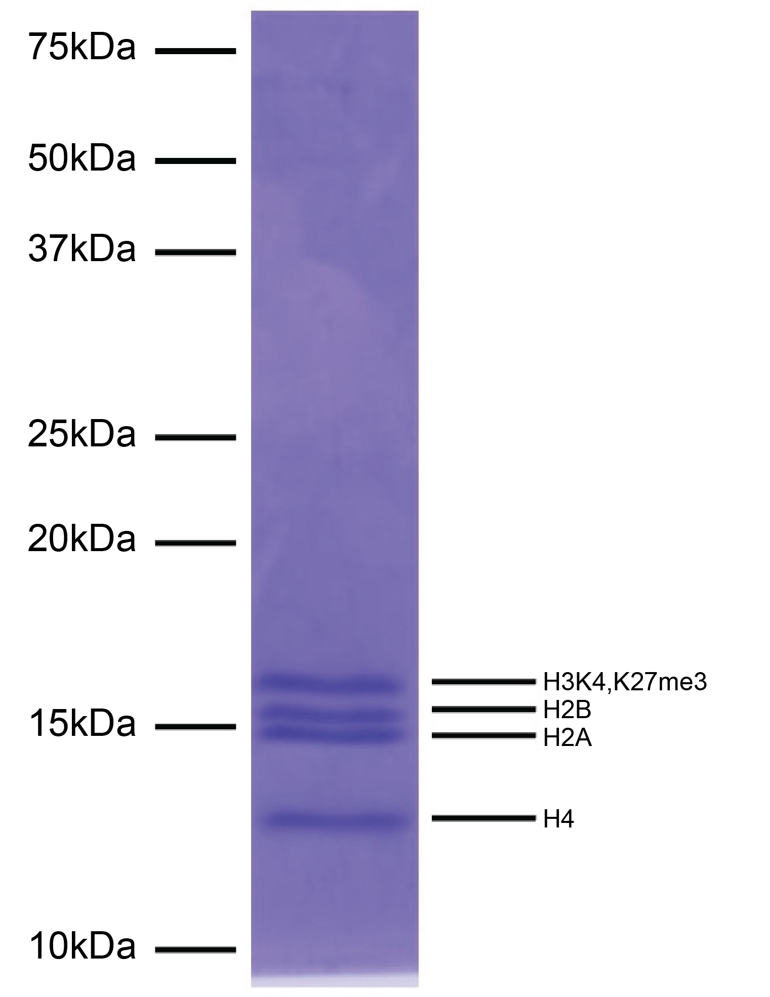 16-0403-protein-gel-data