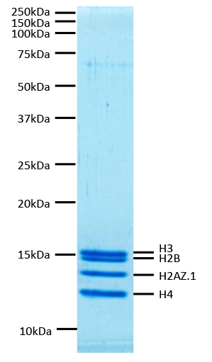 16-1014 Protein Gel Data