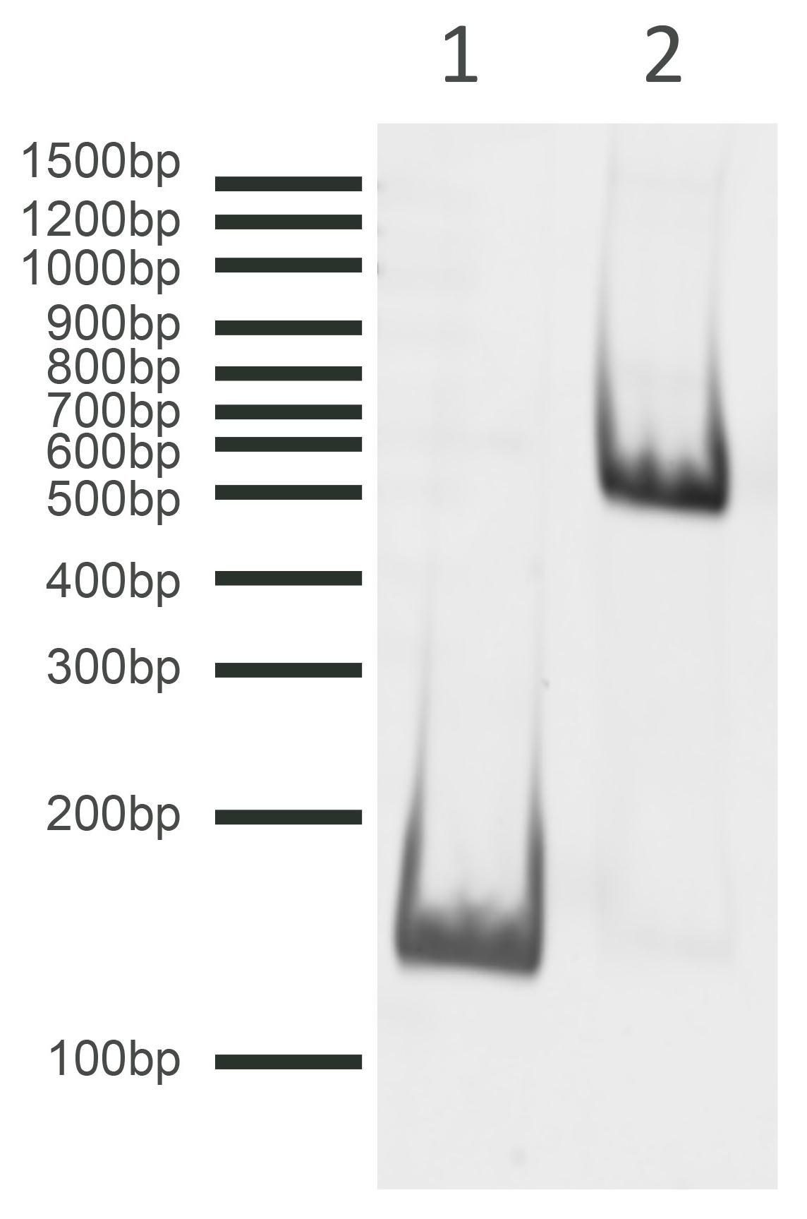 16-1016 DNA Gel Data