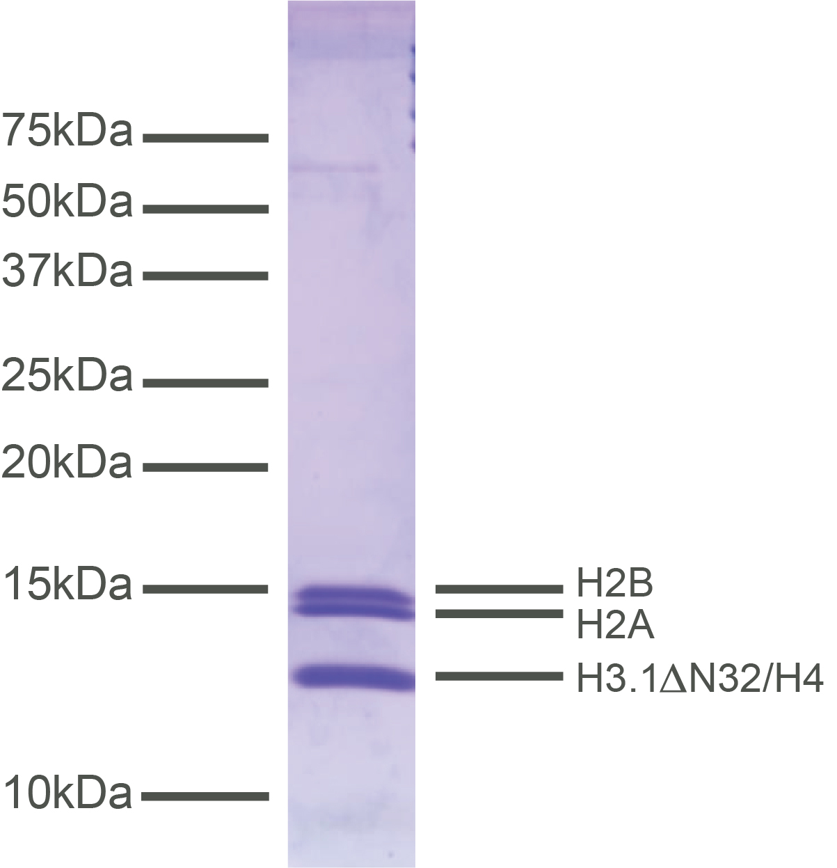 16-1016-protein-gel-data