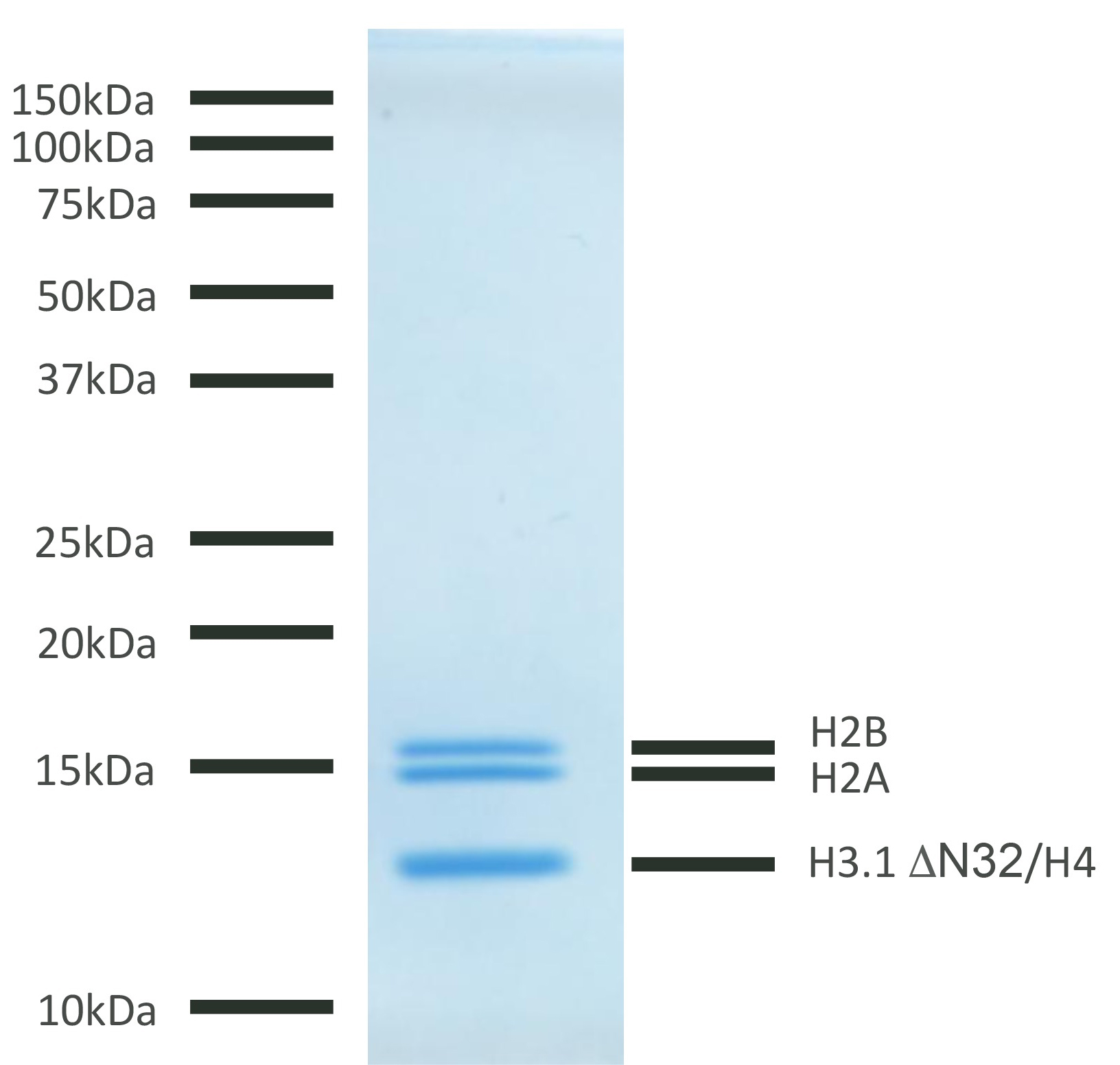 16-1016 Protein Gel Data