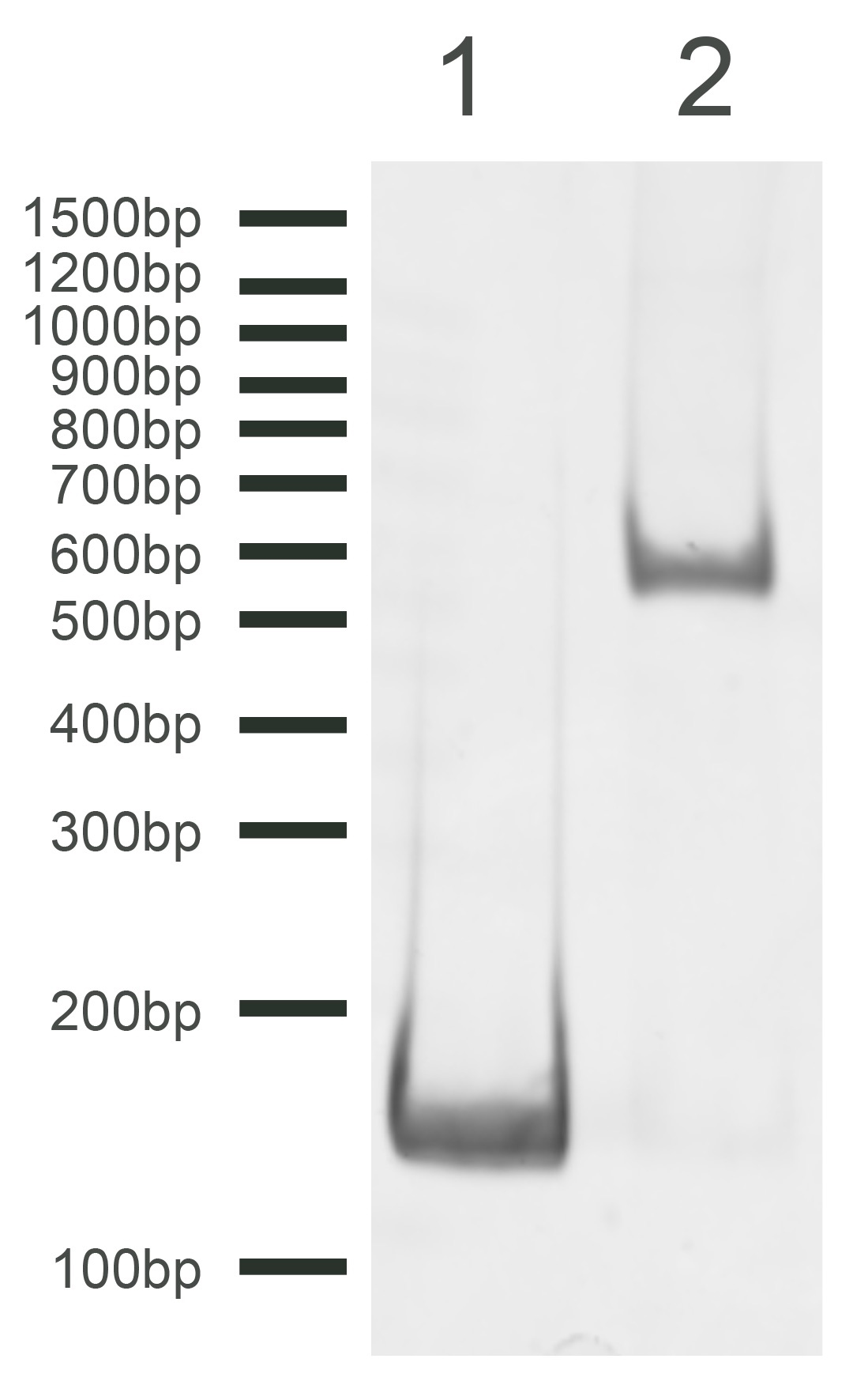16-1017 DNA Gel Data