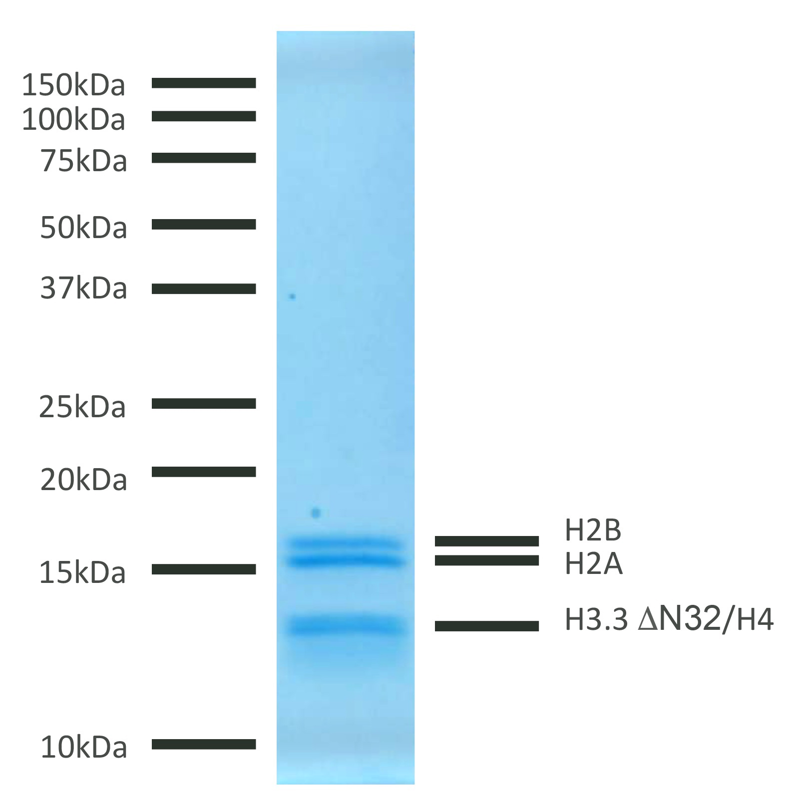 16-1017 Protein Gel Data
