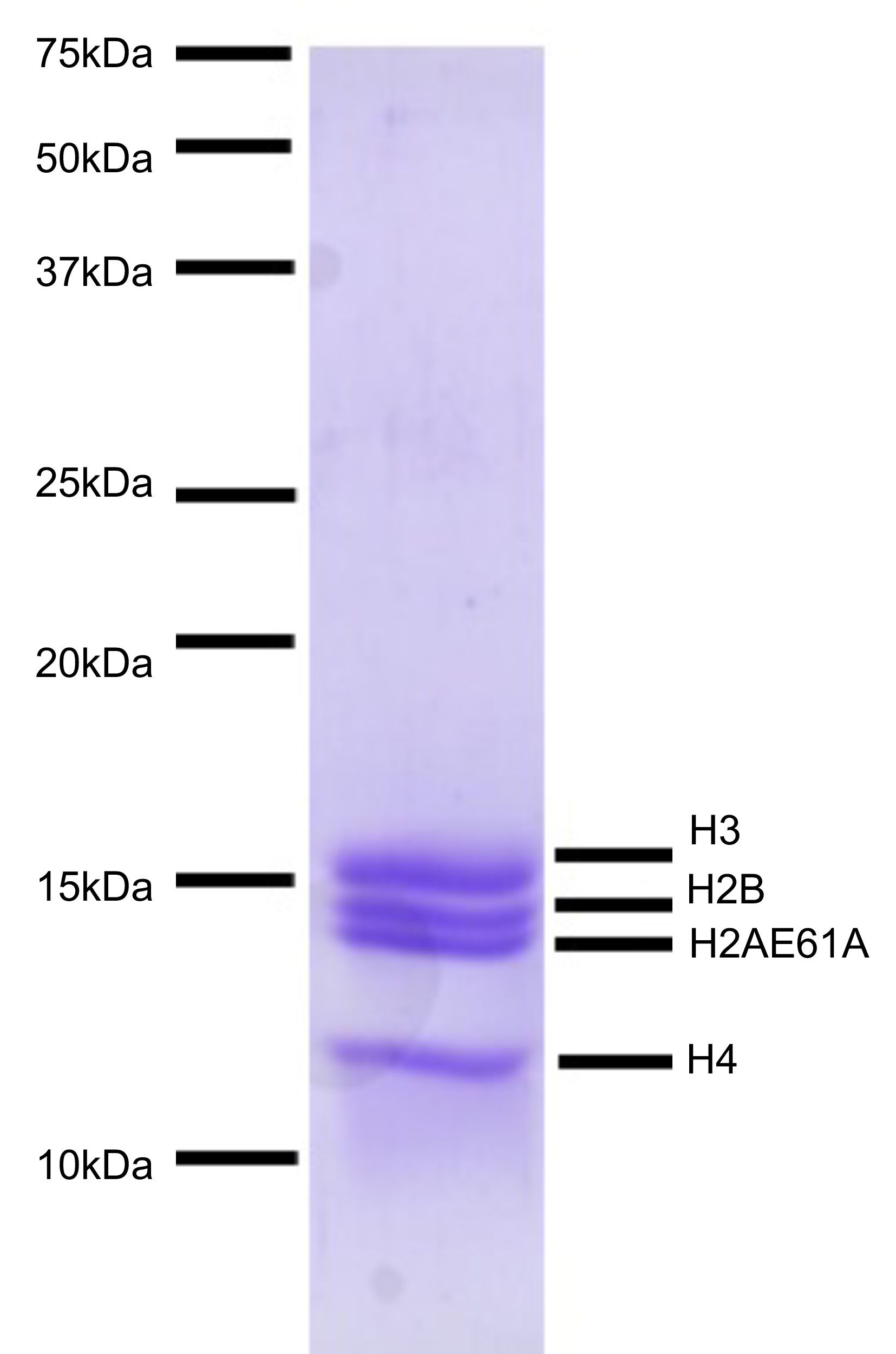 16-1029-protein-gel-data