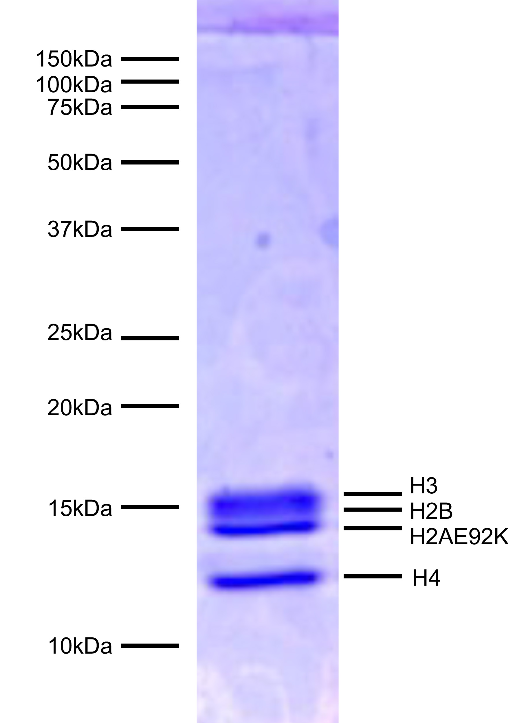16-1030-protein-gel-data
