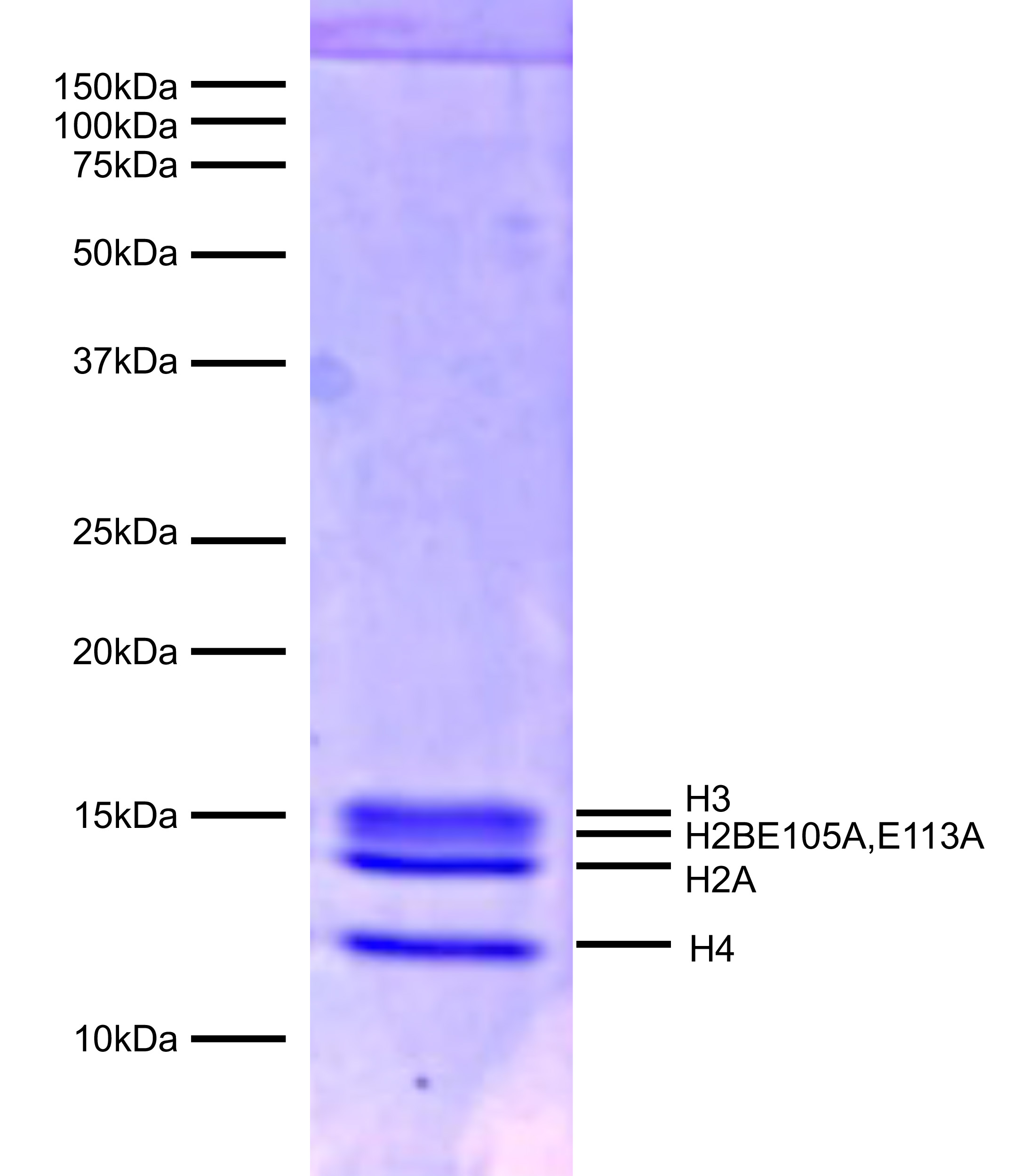 16-1031-protein-gel-data