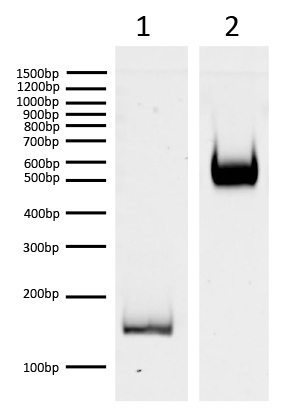 16-1314 Protein Gel Data