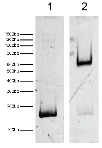 16-1362-dna-gel-data