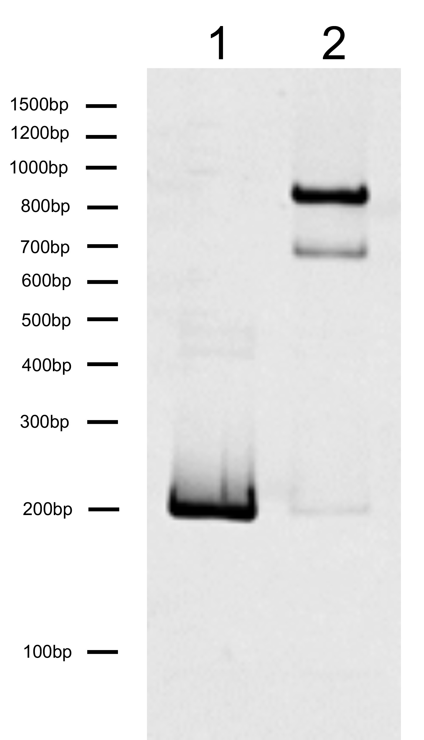 16-2044 DNA Gel