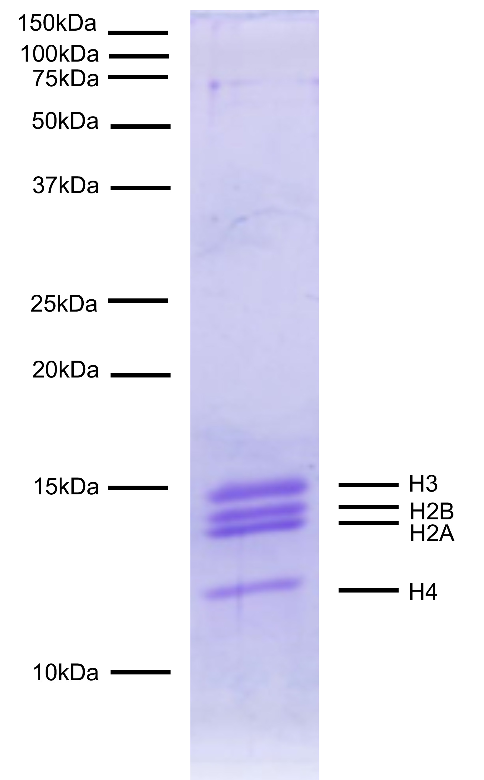 16-2044 Protein Gel