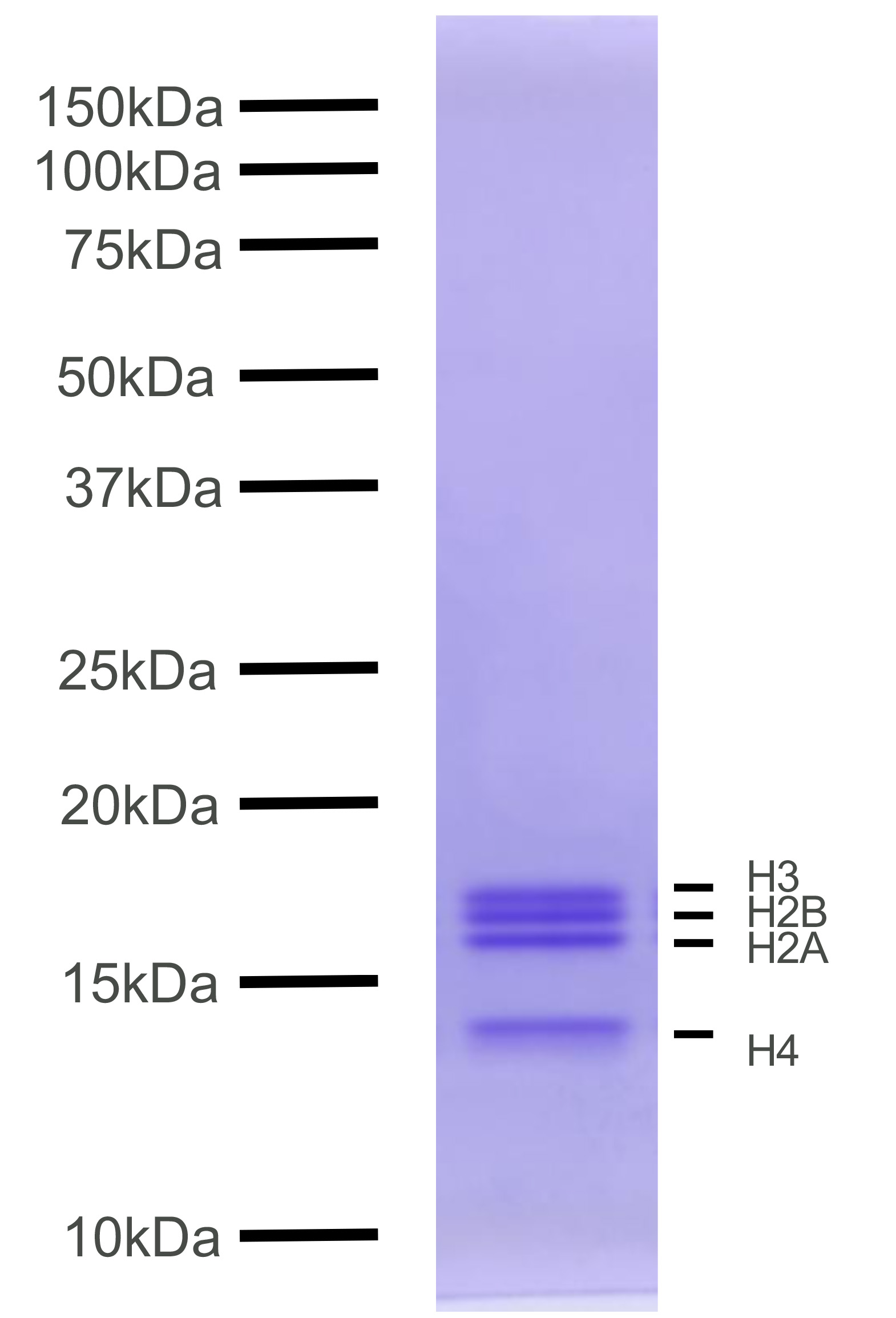 16-2045 Protein Gel
