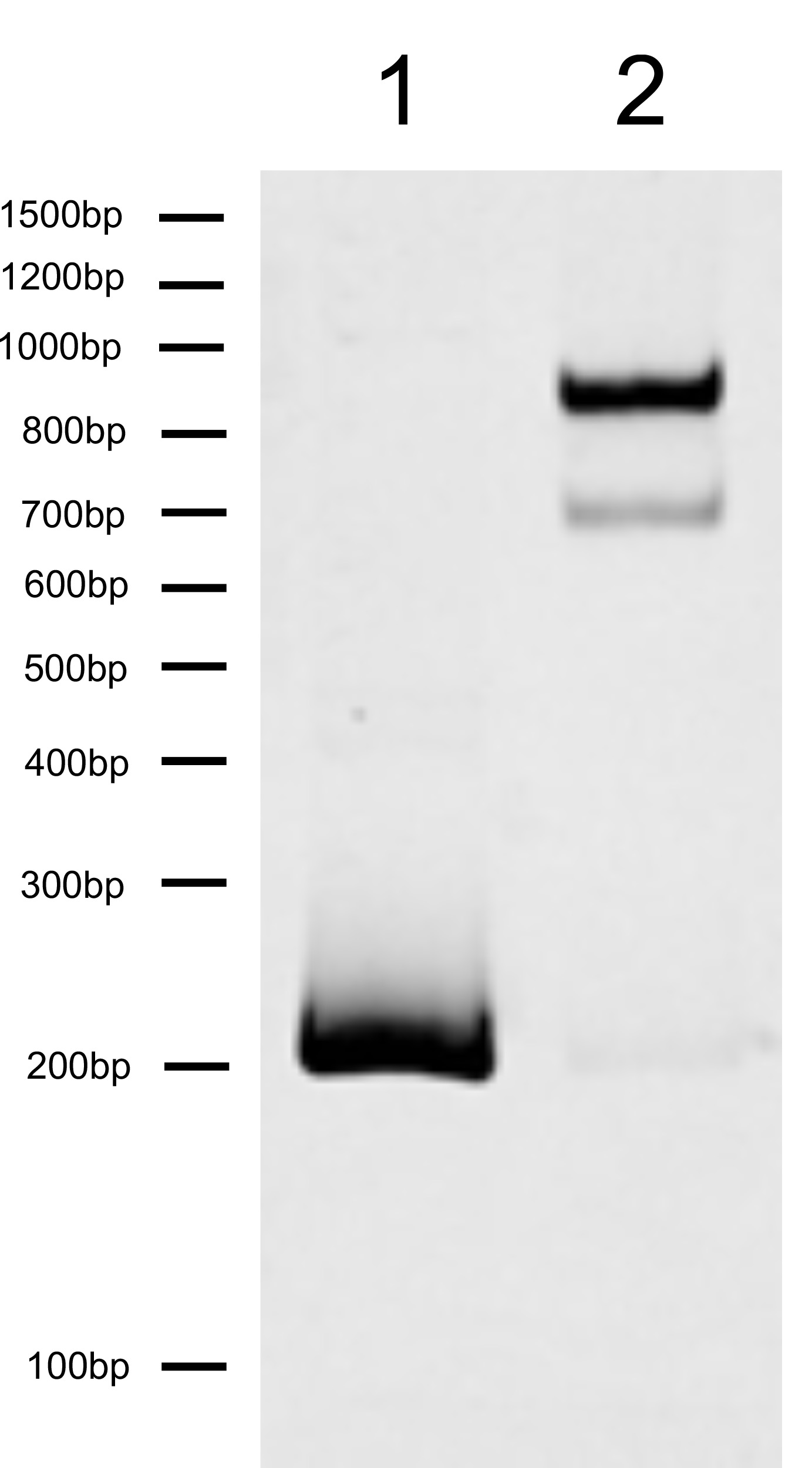 16-2144 DNA Gel