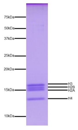 16-3004-protein-gel-data