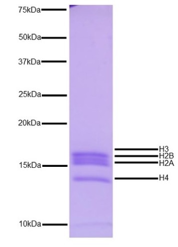 16-3104-protein-gel-data