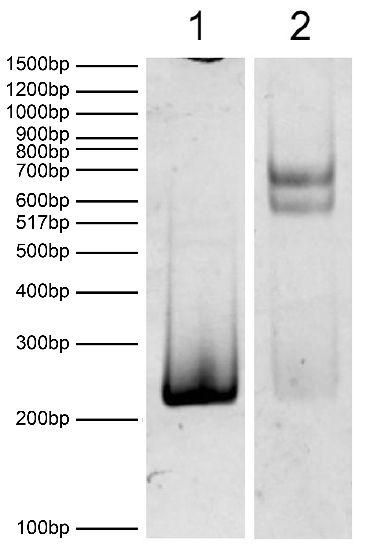 16-4201-dna-gel-data