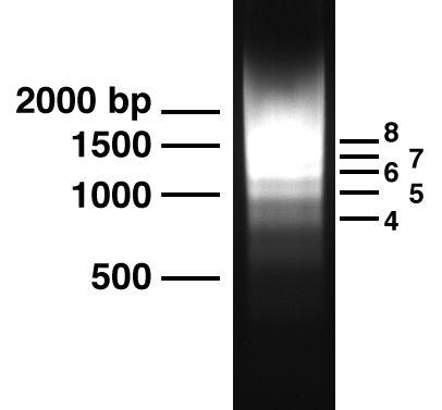 16-0004 DNA Gel