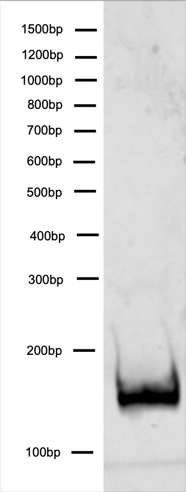 16-1316-protein-gel-data
