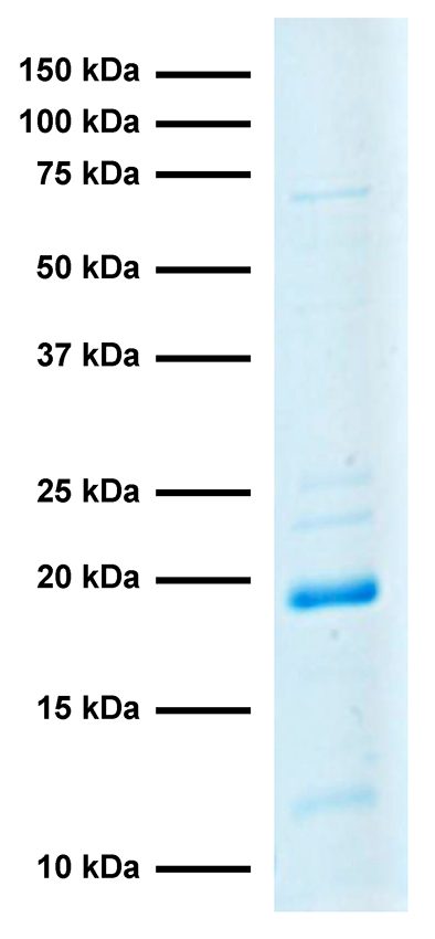 15-0071 Protein Gel Data
