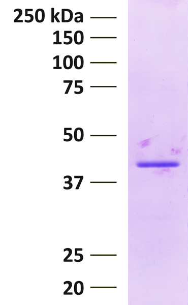 15-0010 Protein Gel Data