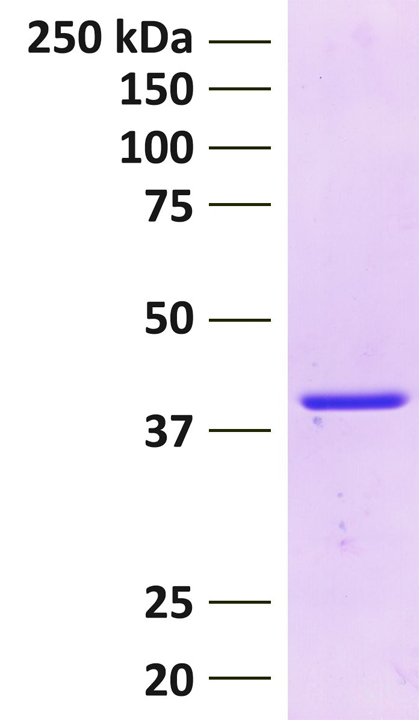 15-0013 Protein Gel Data