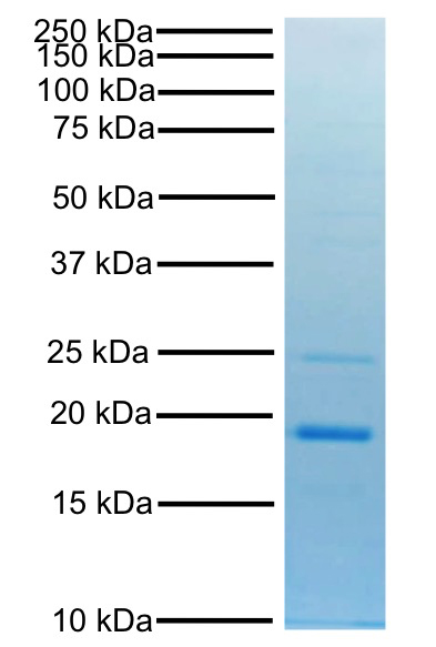 15-0069 Protein Gel Data