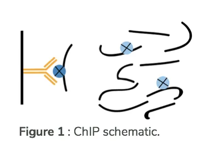 Chromatin ImmunoPrecipitation (ChIP) schematic