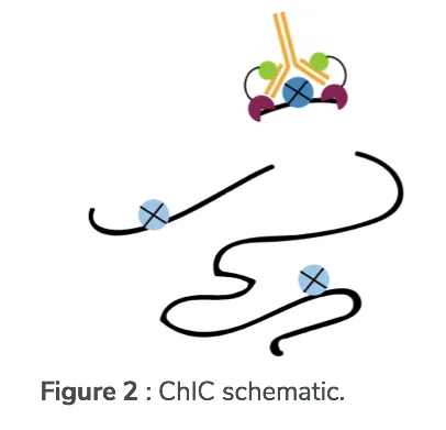 Chromatin ImmunoCleavage (ChIC) schematic
