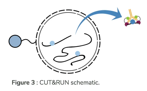 Cleavage Under Targets & Release Under Nuclease (CUT&RUN) schematic