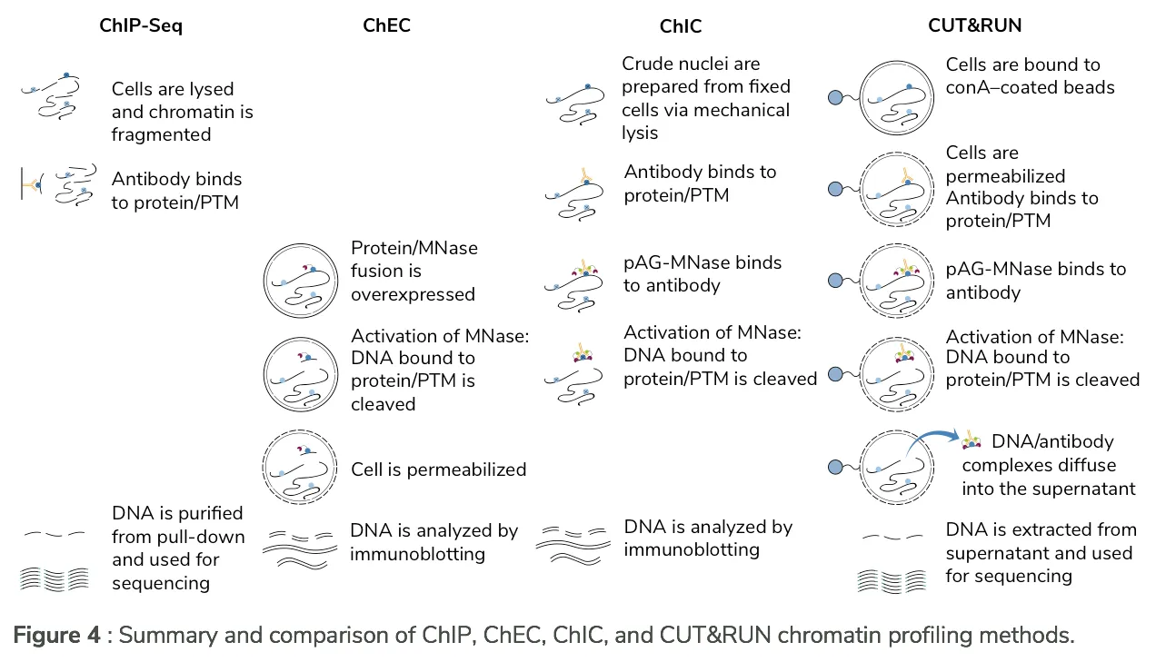 Comparison of ChIP-Seq, ChEC, ChIC, and CUT&RUN chromatin profiling methods