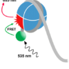 EpiDyne-FRET Nucleosome Remodeling Assay Substrate