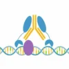 CTCF CUTANA™ CUT&RUN Antibody