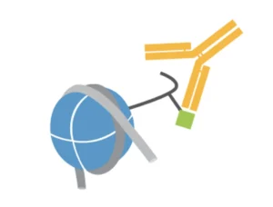 H3K27ac Antibody, SNAP-Certifiedâ„¢ for CUT&RUN and CUT&Tag