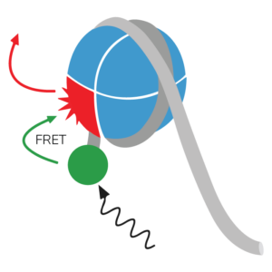 Recombinant nucleosome designed to monitor chromatin remodeling enzyme using FRET.