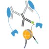 Enzymes and reagents for CUTANA CUT&Tag chromatin mapping assays, including pAG-Tn5.