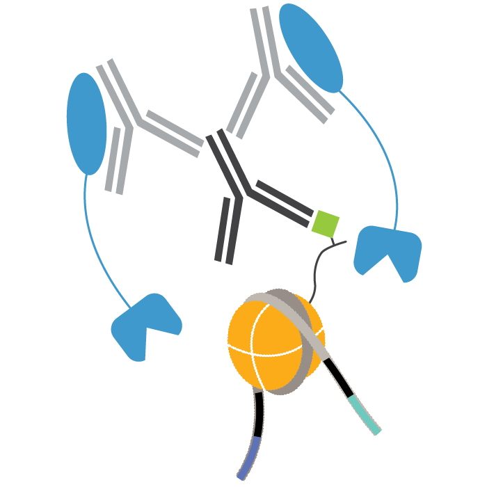 Enzymes and reagents for CUTANA CUT&Tag chromatin mapping assays, including pAG-Tn5.