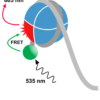 EpiDyne-FRET Remodeling Assay Substrate DNA