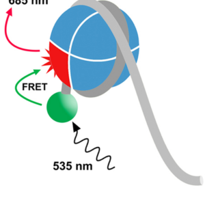 EpiDyne-FRET Remodeling Assay Substrate DNA
